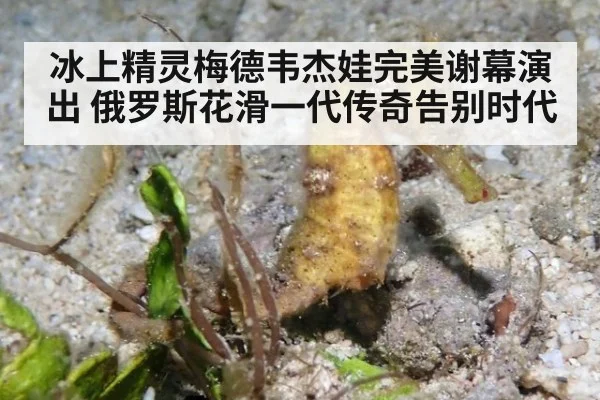冰上精灵梅德韦杰娃完美谢幕演出 俄罗斯花滑一代传奇告别时代